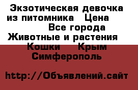 Экзотическая девочка из питомника › Цена ­ 25 000 - Все города Животные и растения » Кошки   . Крым,Симферополь